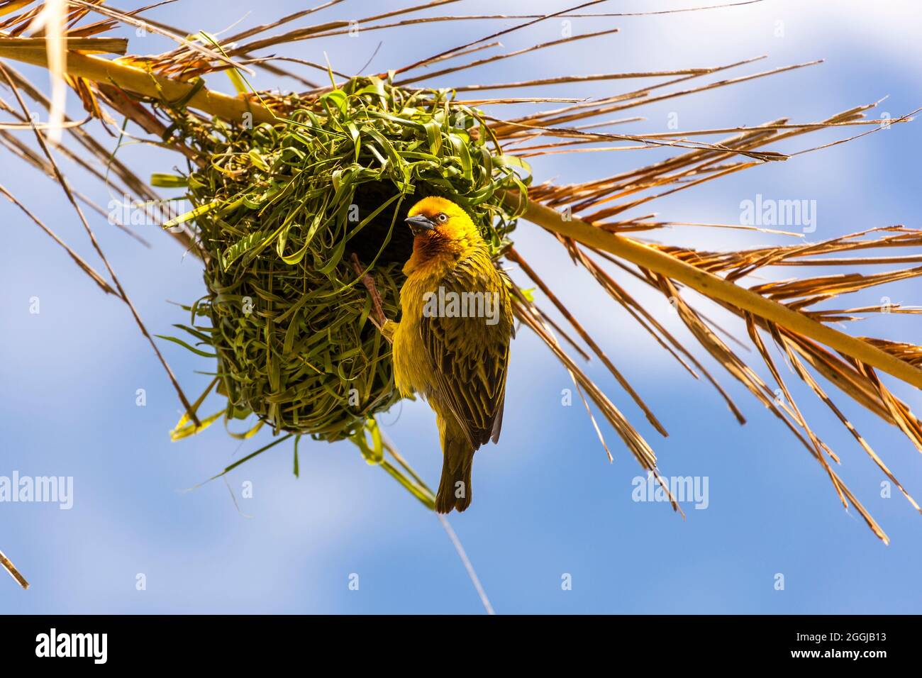Tejedor amarillo - Argiope aurantia Foto de stock
