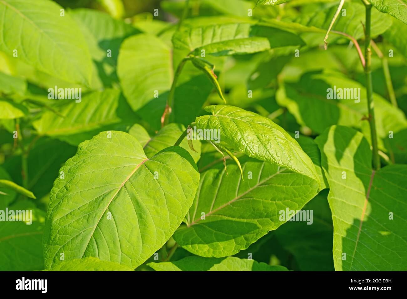 Hojas jóvenes de la maleza japonesa, Fallopia japonica Foto de stock