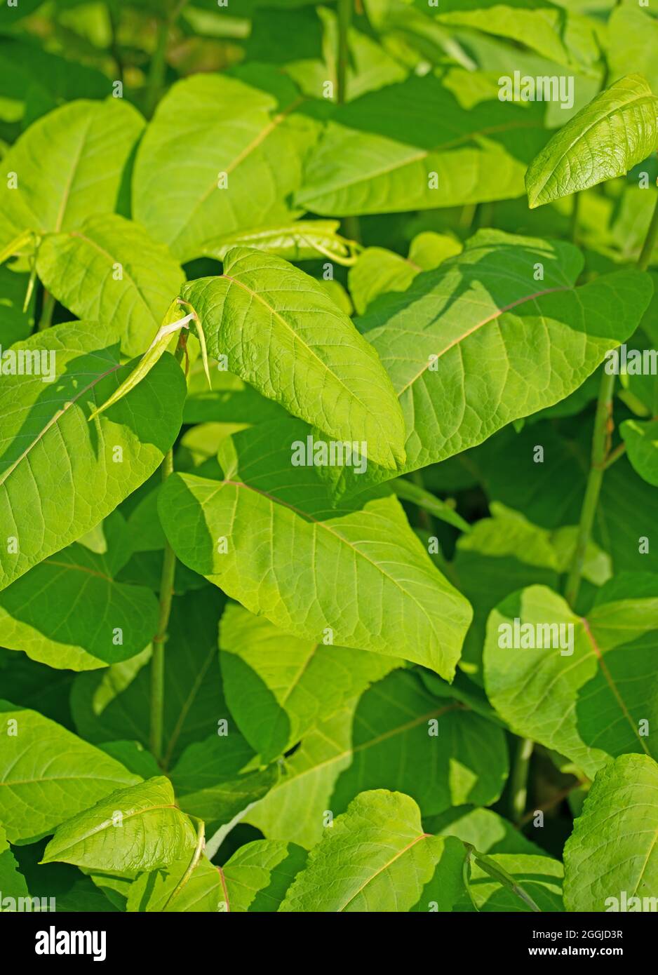 Hojas jóvenes de la maleza japonesa, Fallopia japonica Foto de stock