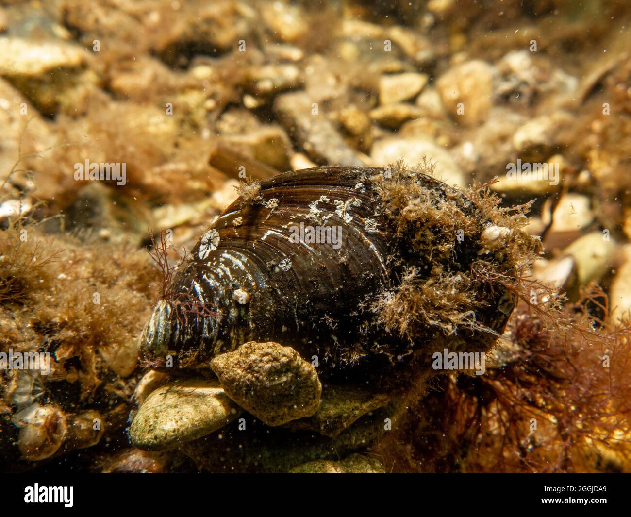 Una imagen de primer plano de un mejillón azul, Mytilus edulis, en las frías aguas del norte de Europa Foto de stock