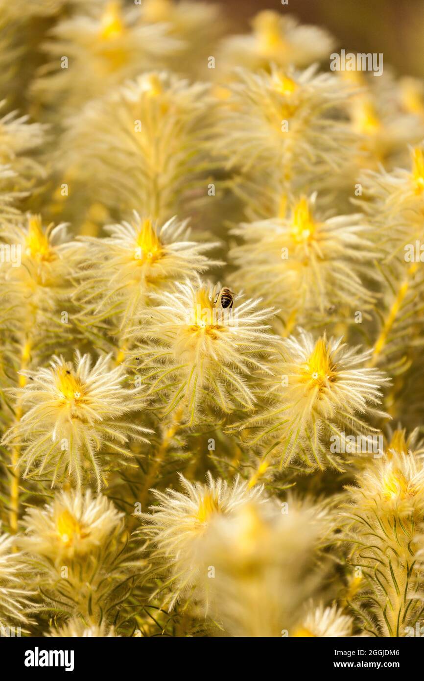 - Phylica Featherhead pubescens Foto de stock