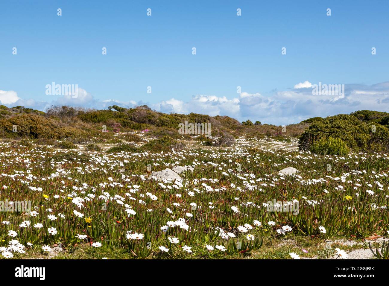Delosperma littorale y Dimorphotheca en Cabo de Buena Esperanza, Sudáfrica Foto de stock