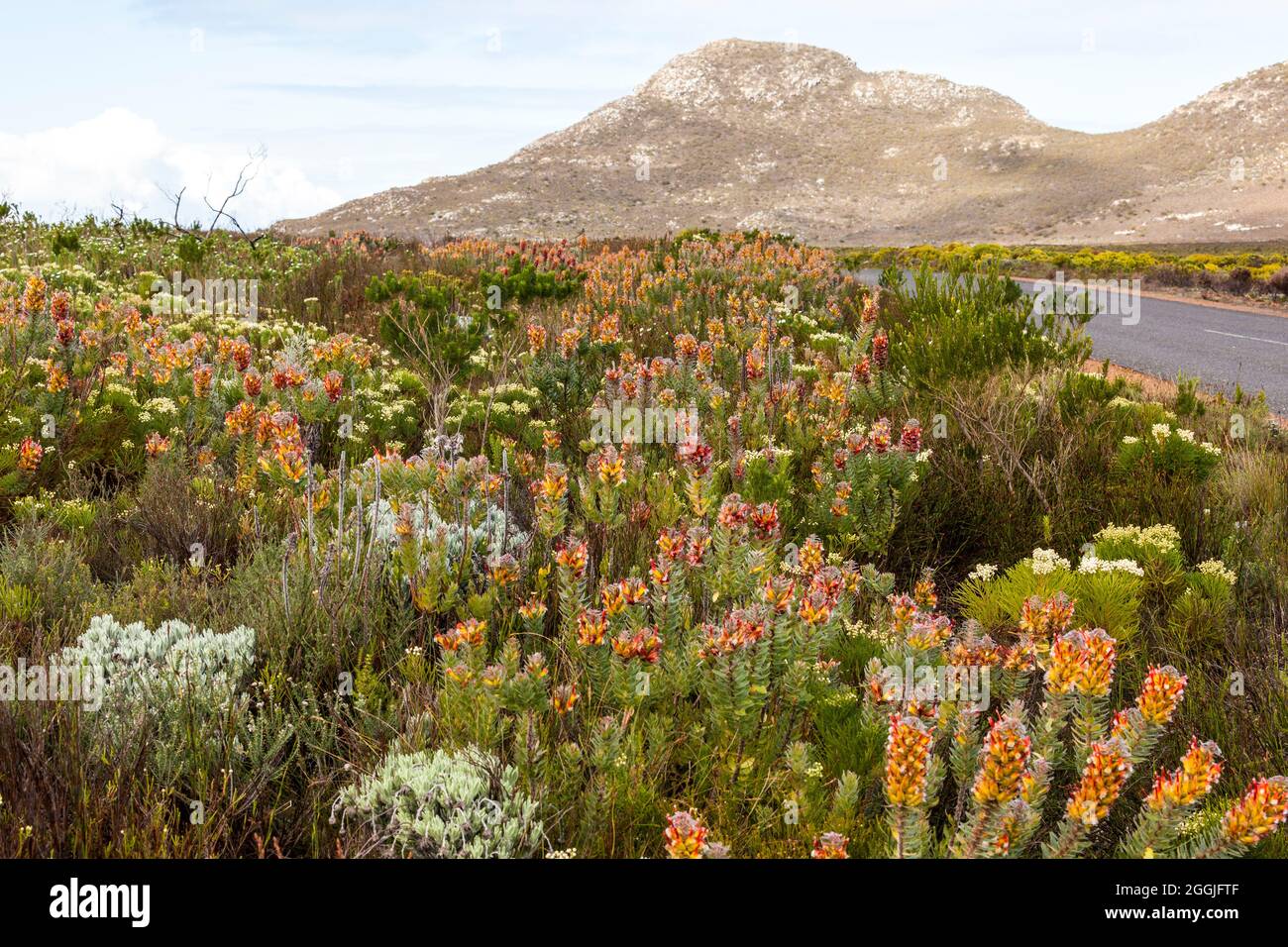 Mimetes hirtus en fynbos en Cabo de Buena Esperanza, Sudáfrica Foto de stock