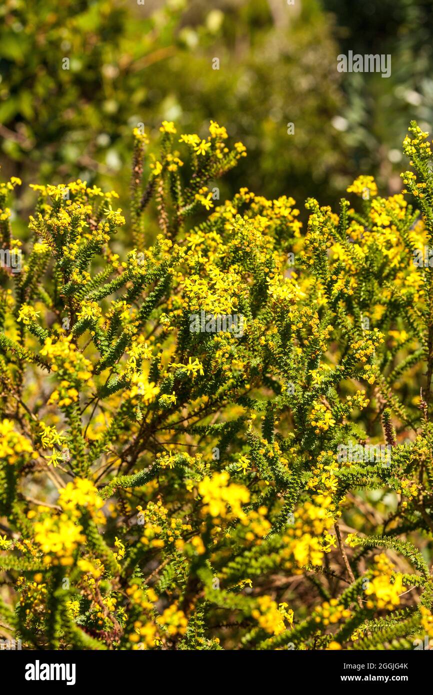 Euryops tenuissimus, fynbos, Sudáfrica Foto de stock