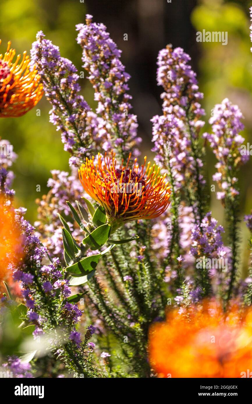 Leucospermum cordifolium y Selago canescens en fynbos, Sudáfrica Foto de stock