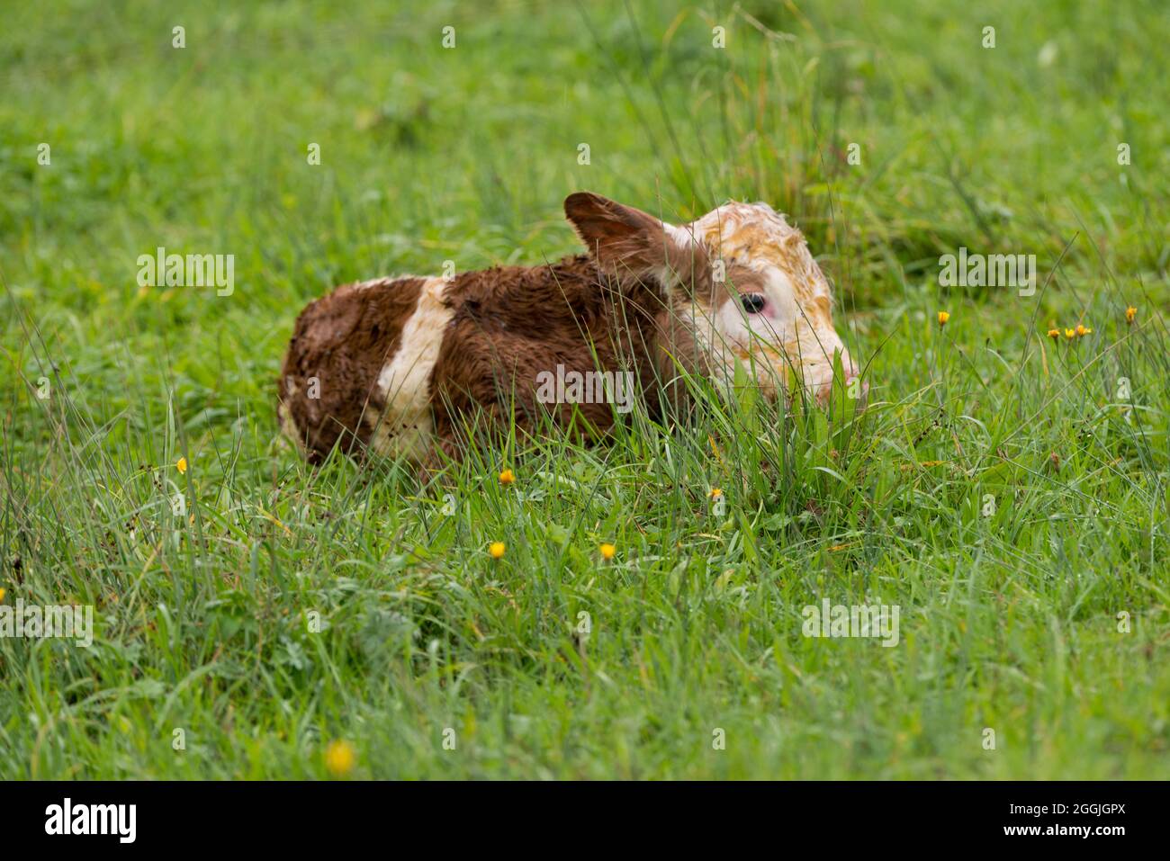 Becerro recién nacido en la pastura, la agricultura orgánica, la cría de animales de la madre Foto de stock