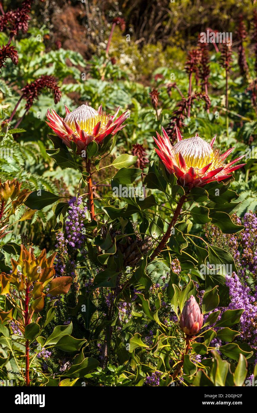 Rey protea y arbusto de miel - Protea cynaroides y Melianthus Major Foto de stock