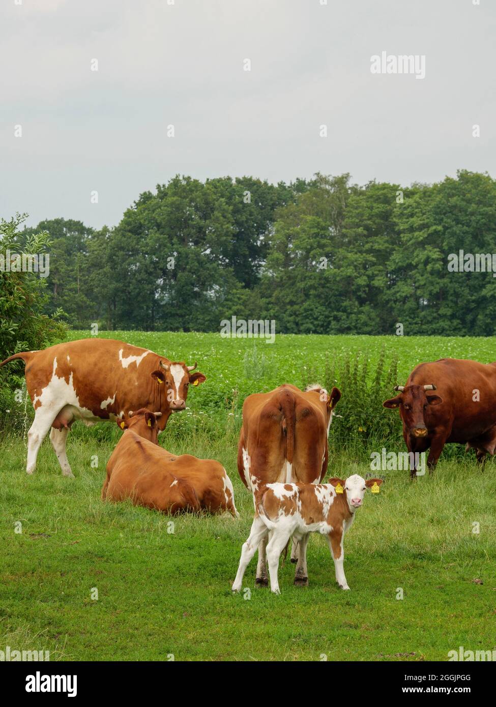 Vacas y terneros en pastos cerca de Quakenbrück, Osnabrücker Land, Baja Sajonia, Alemania Foto de stock