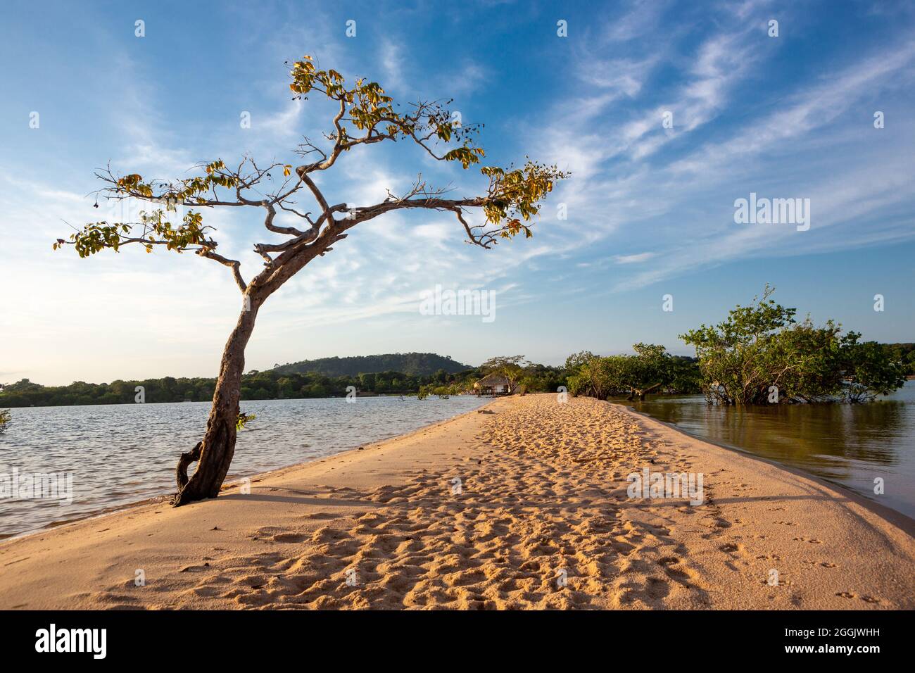 Hermosa vista de la arena y los árboles en la playa del río Tapajos en la selva amazónica en el soleado día de verano. Alter do Chao, Pará, Brasil. Concepto de naturaleza. Foto de stock