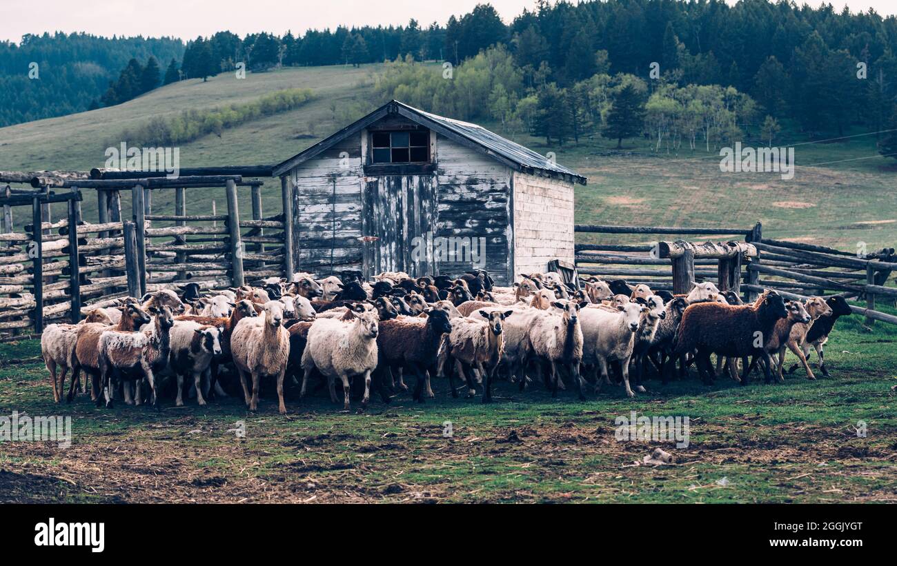 Rebaño de ovejas en el recinto Foto de stock