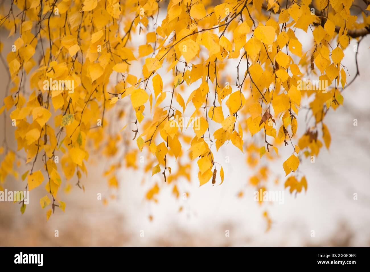 Abedul (Betula péndula) hojas en amarillo otoño, ramas colgantes, fondo natural borroso, escena de otoño Foto de stock