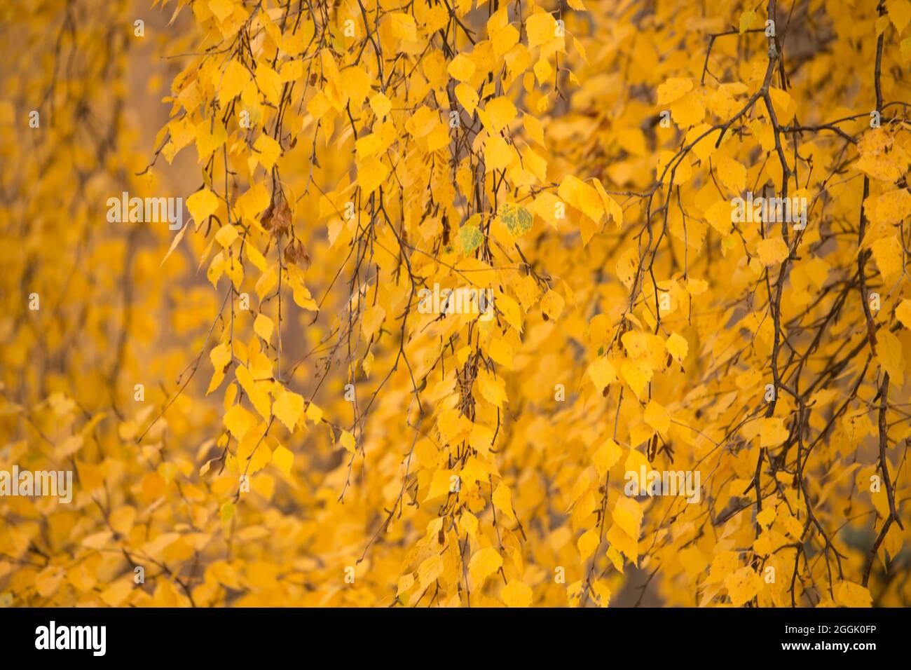 Abedul (Betula péndula) hojas de color amarillo otoño, ramas colgantes, fondo natural borroso, escena de otoño Foto de stock