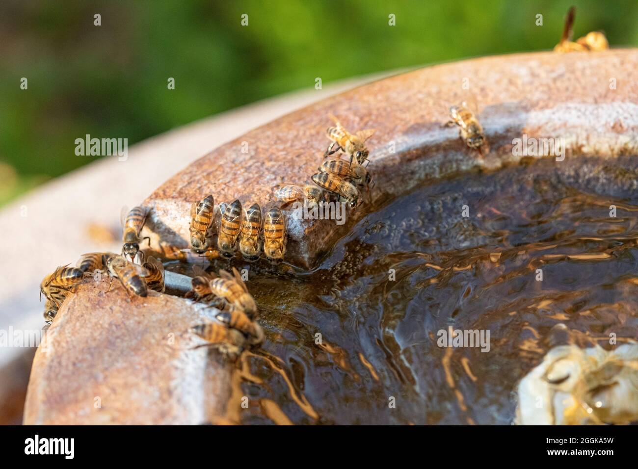 Abejas de miel recolectando agua de una fuente para traer de vuelta a la colmena en un caluroso día de verano, en el sur de Arizona, Estados Unidos Foto de stock