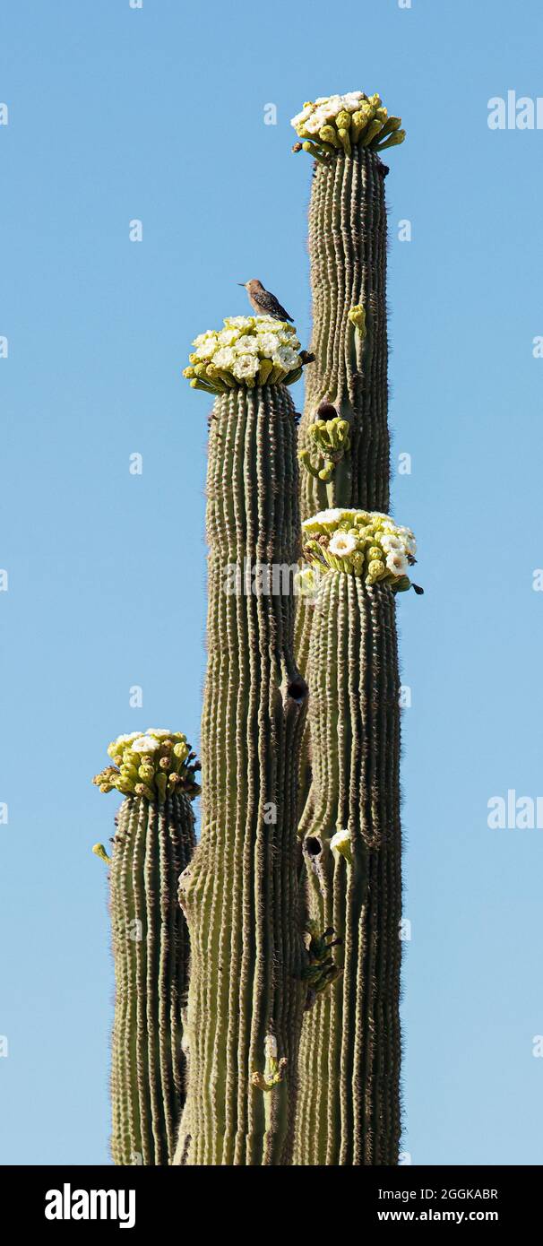 Floreciente Saguaro Cactus (Carnegiea gigantea), Tucson, Arizona, Estados Unidos Foto de stock