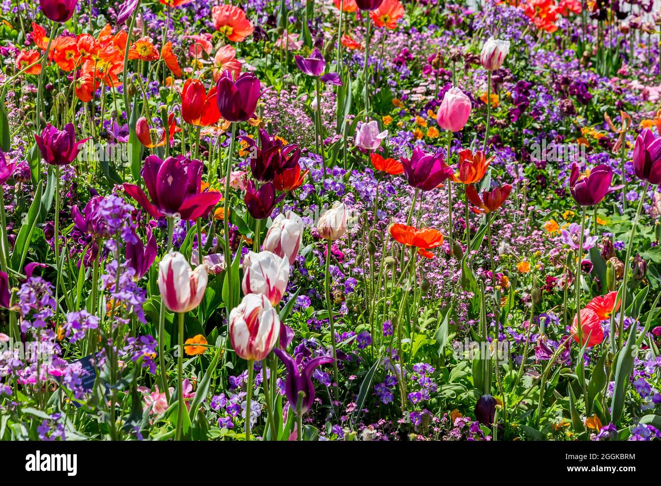 Flores de colores, Inspiration Nature, State Garden Show, Ingolstadt 2020, nuevo término 2021, Ingolstadt, Baviera, Alemania, Europa Foto de stock