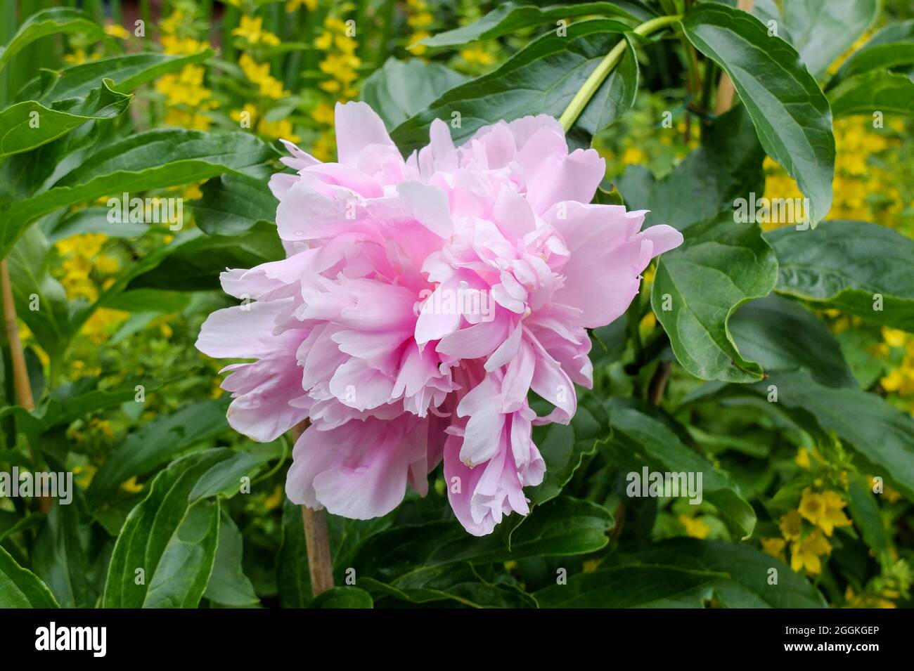 Peony (Paeonia lactiflora híbrida), flor doble Foto de stock