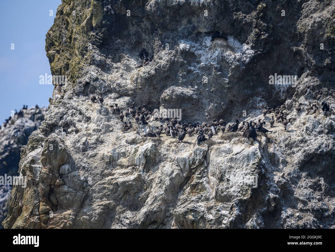Aves marinas colonizan rocas en la costa de Oregon, Estados Unidos. Foto de stock