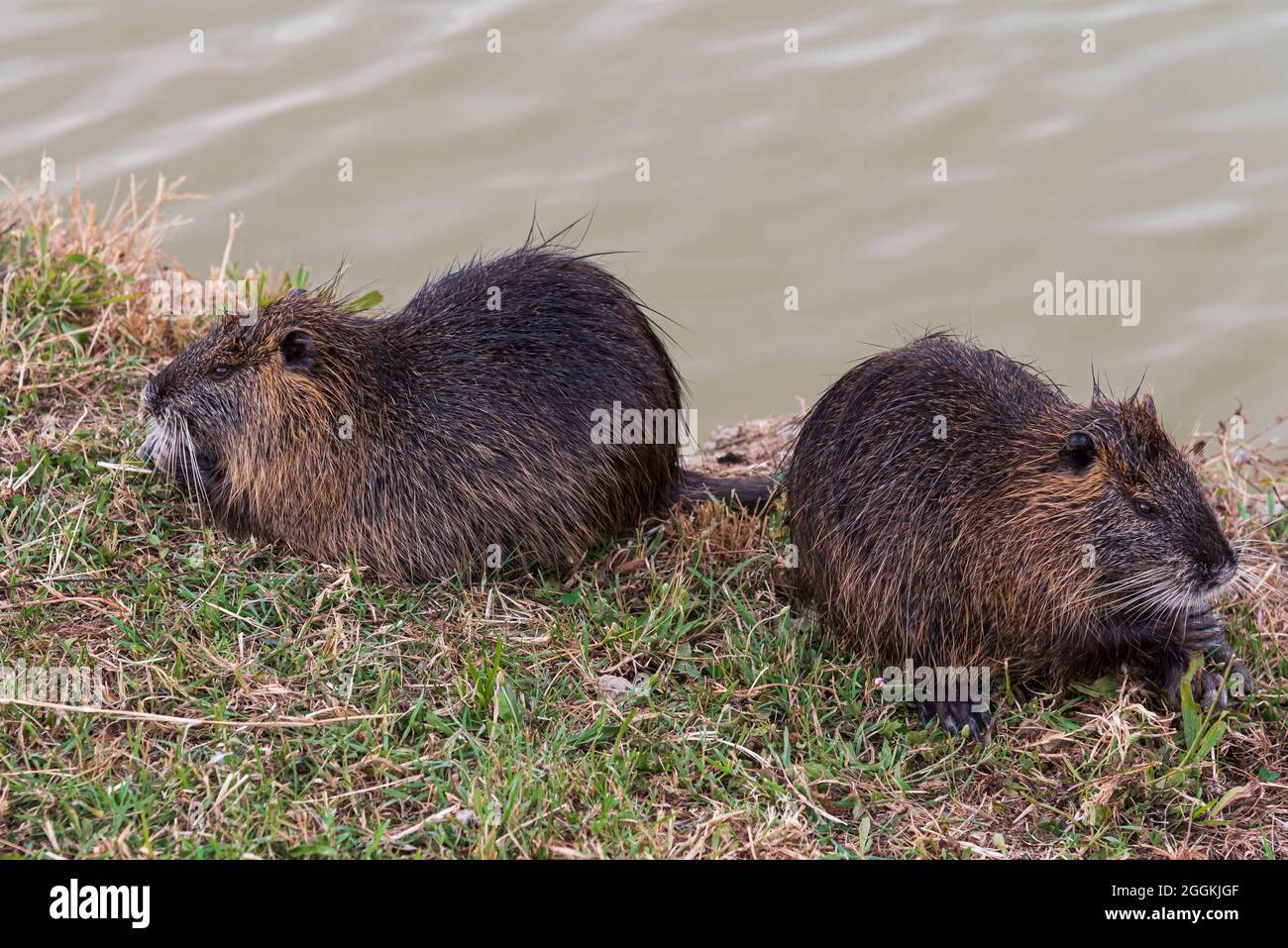 Myocastoridae roedor (Myocastor coypus), también llamado coipo, pequeño castor y castor de