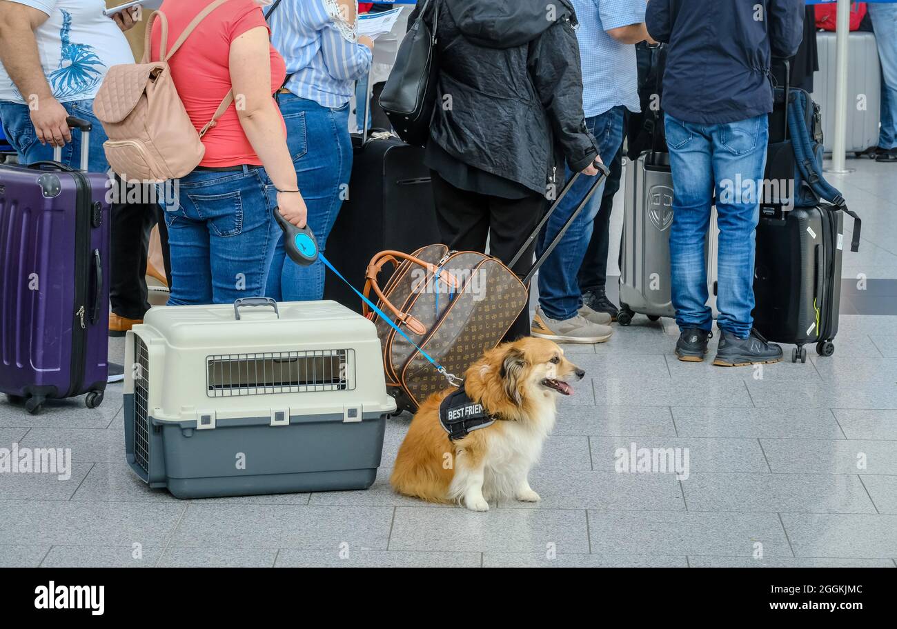 Duesseldorf, Renania del Norte-Westfalia, Alemania - Aeropuerto de Duesseldorf, viajes aéreos con perro, inicio de vacaciones en NRW, los turistas se ponen con maletas en cola en el mostrador de facturación en tiempos de la pandemia de corona en su camino a las vacaciones de verano. Foto de stock