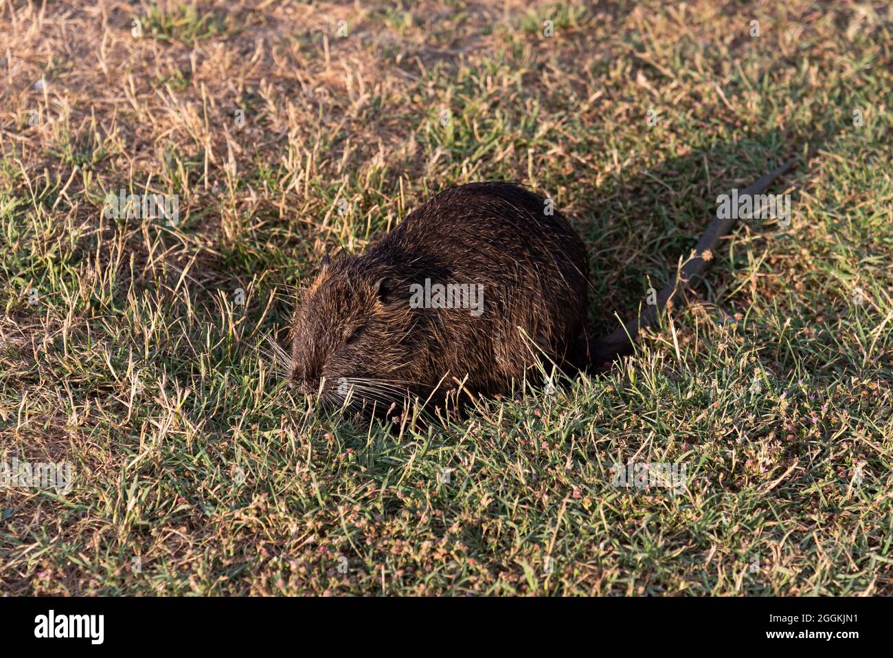 Myocastoridae roedor (Myocastor coypus), también llamado coipo, pequeño castor y castor de