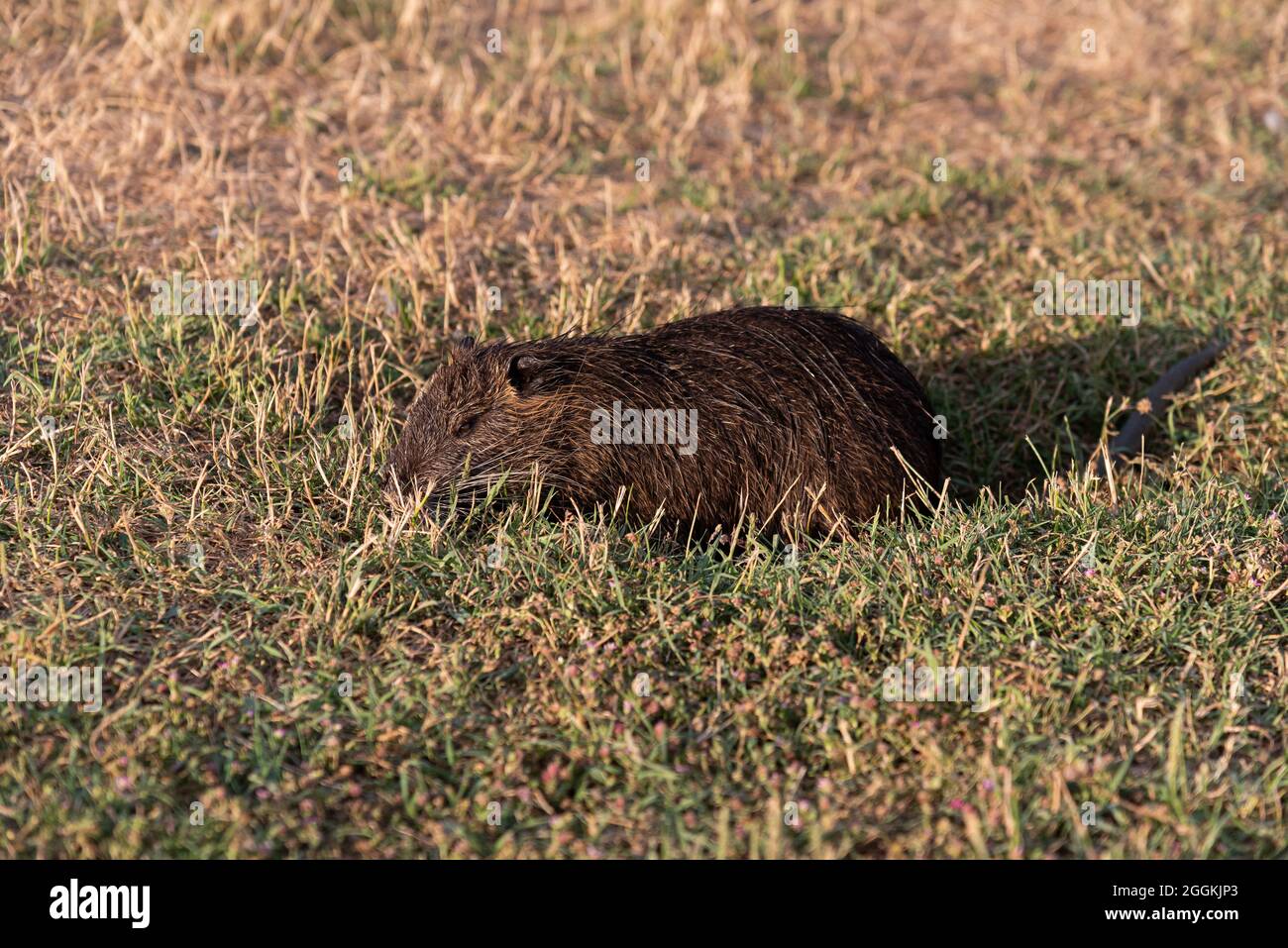 Myocastoridae roedor (Myocastor coypus), también llamado coipo, pequeño castor y castor de