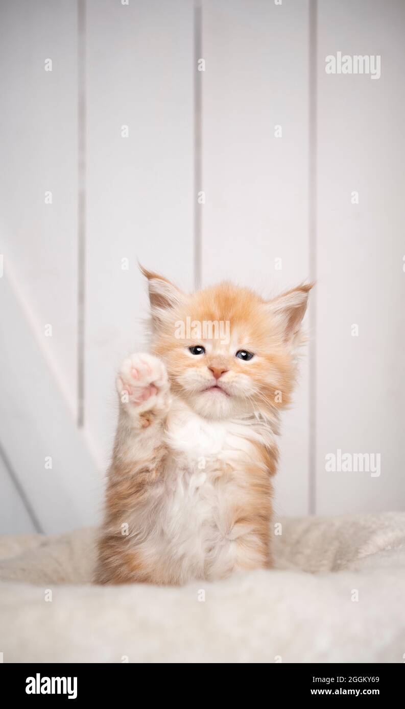 mecanógrafo Guarda la ropa leninismo lindo ginger maine coon gatito levantar pata como si estuviera saludando a  alguien sobre fondo blanco de madera con espacio de copia Fotografía de  stock - Alamy