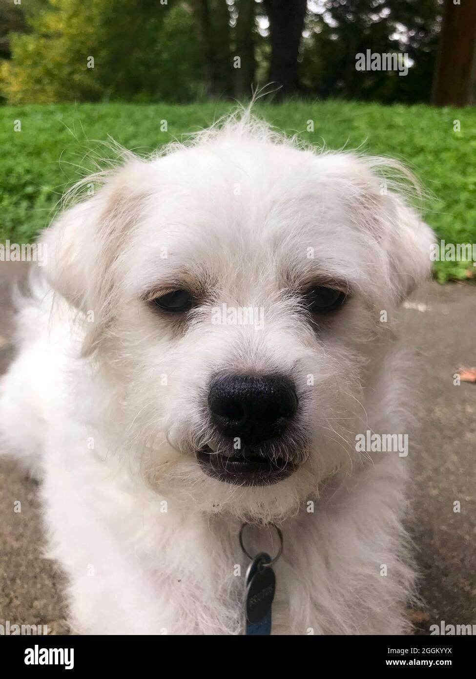 Pequeño perro blanco de raza mixta - EE.UU Foto de stock