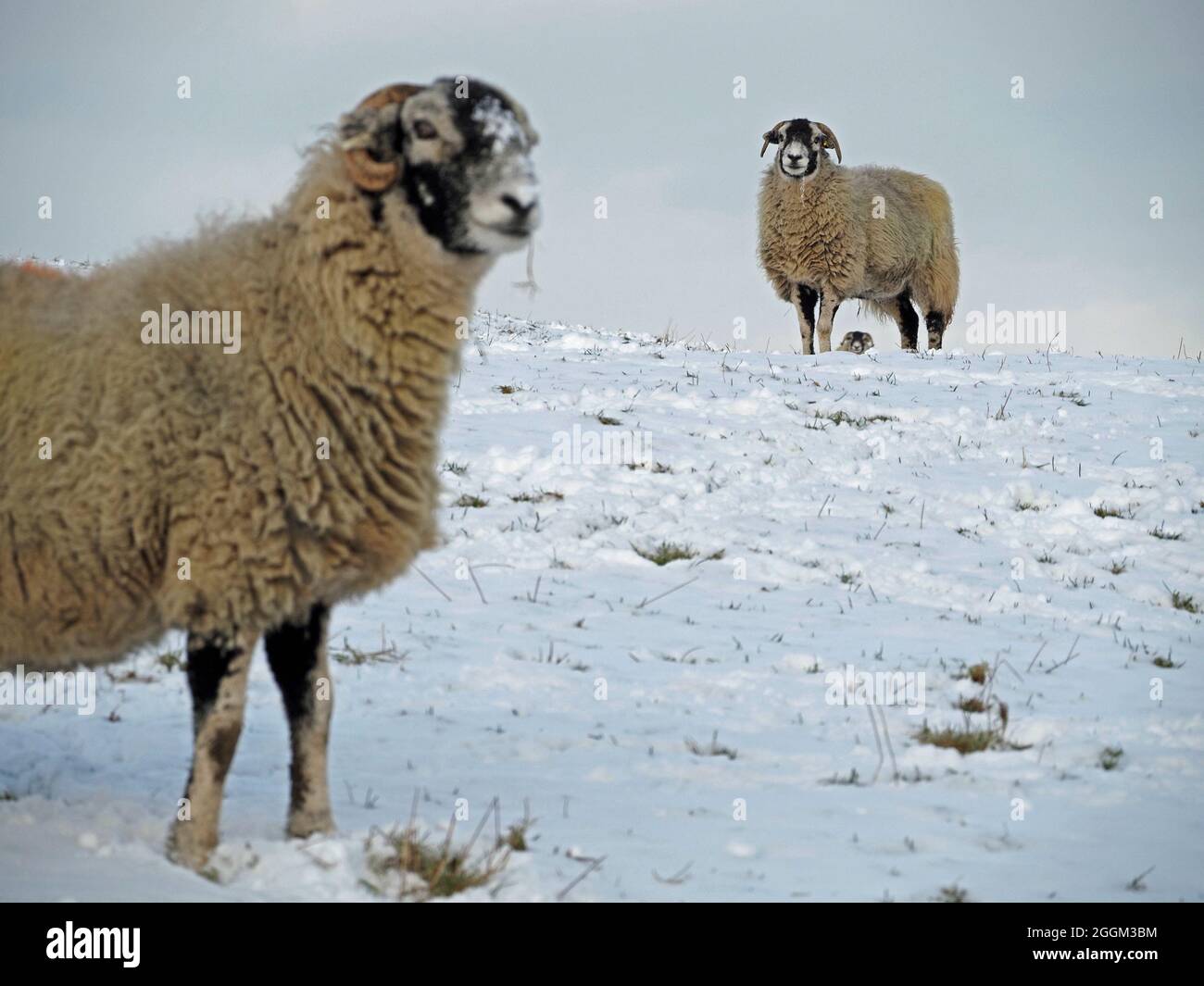 3 Tres ovejas de montaña con cuernos fuertes con enfoque diferencial en la manta profunda de la nieve de invierno Cumbria, Inglaterra, Reino Unido Foto de stock