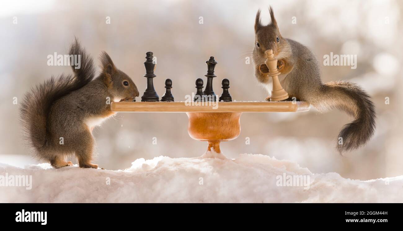 Ardillas rojas con un tablero de ajedrez en la nieve Foto de stock