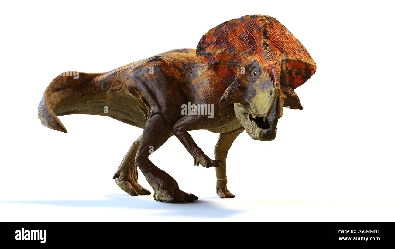Protoceratops, dinosaurio del período Cretácico Tardío, aislado con sombra sobre fondo blanco, 3D representaciones paleoart Foto de stock