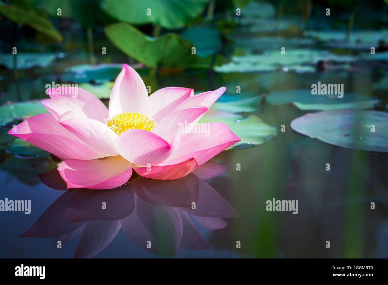 Hermosa flor de loto rosa con hojas verdes en la naturaleza para el fondo  Fotografía de stock - Alamy