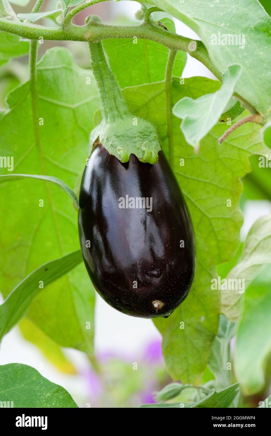 Solanum melongena 'Bonica'. Berenjena 'Bonica'. Berenjena 'Bonica'. Fruta brillante, ovalada púrpura/negra Foto de stock