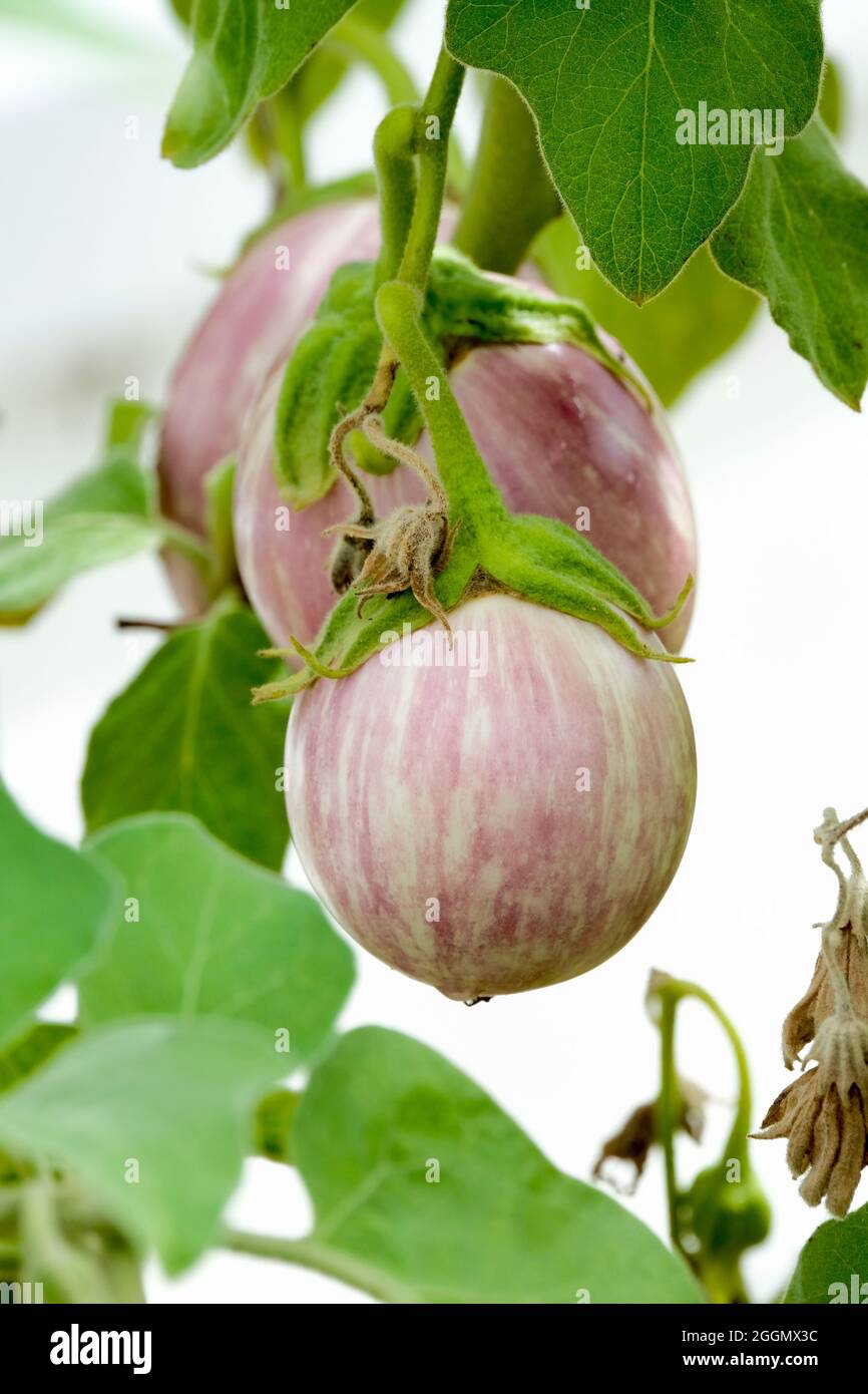 Berenjena, berenjena 'Pinstripe'. Solanum melongena variedad esculentum 'Pinstripe'. Fruta crema con rayas púrpura pálido creciendo Foto de stock