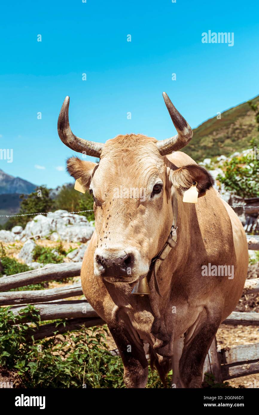 Primer plano de una típica vaca asturiana.La foto se toma en un día soleado en la braña del paso asturiano de San Isidro en España.La vaca está en frente Foto de stock