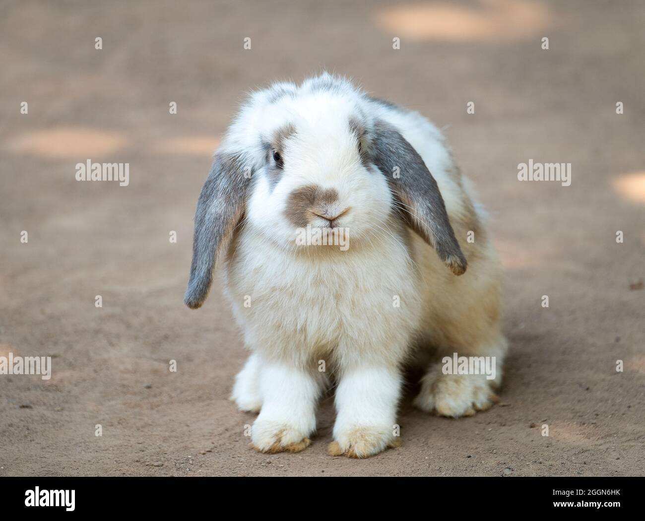 Lindo pequeño conejo con largas orejas de disquete de pie en el suelo. Enfoque selectivo. Un conejo de lop-eared. Foto de stock