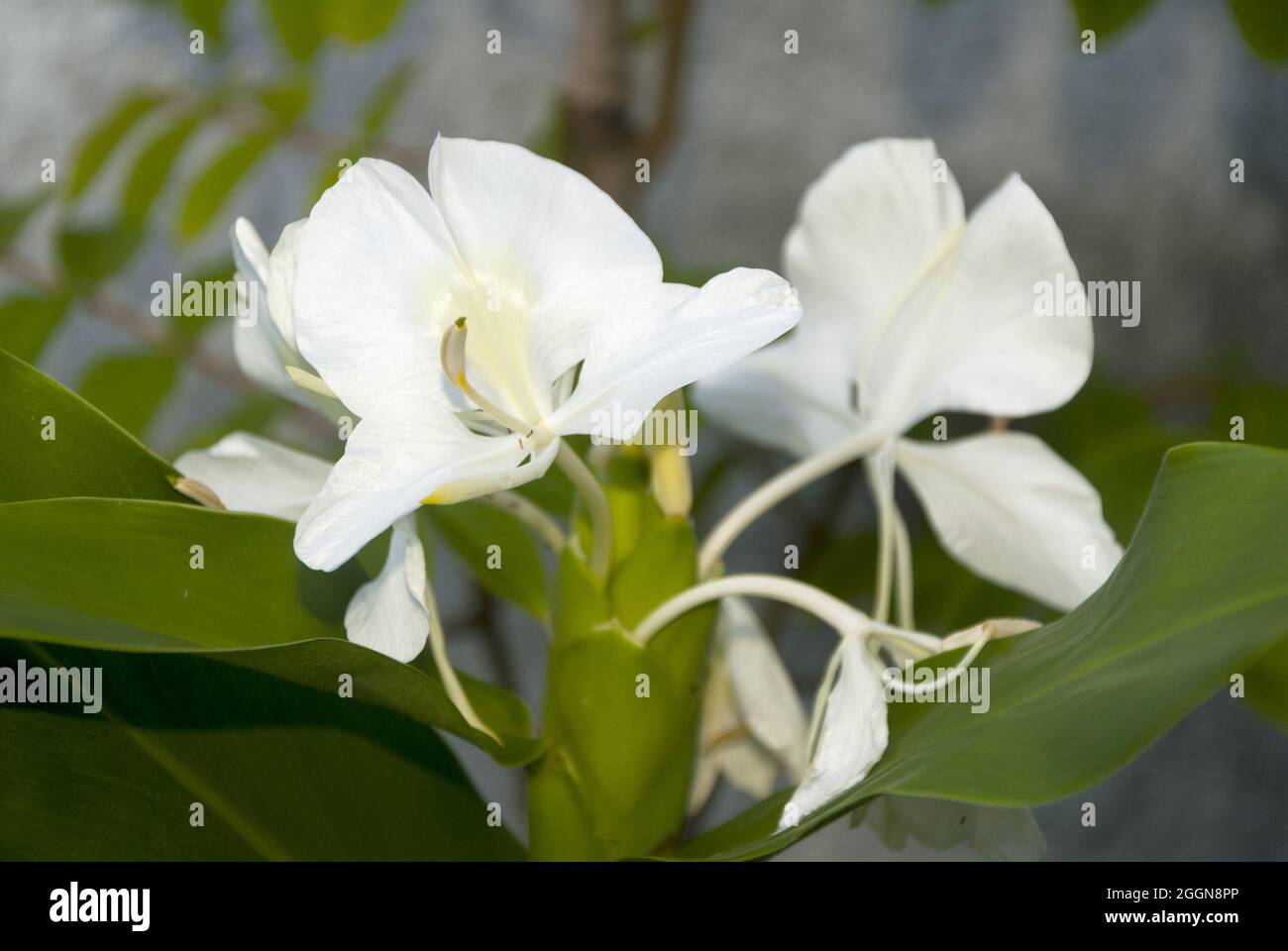 Flor blanca muy aromática, el Hedychium coronarium, llamado mariposa, es la  flor nacional de Cuba Fotografía de stock - Alamy