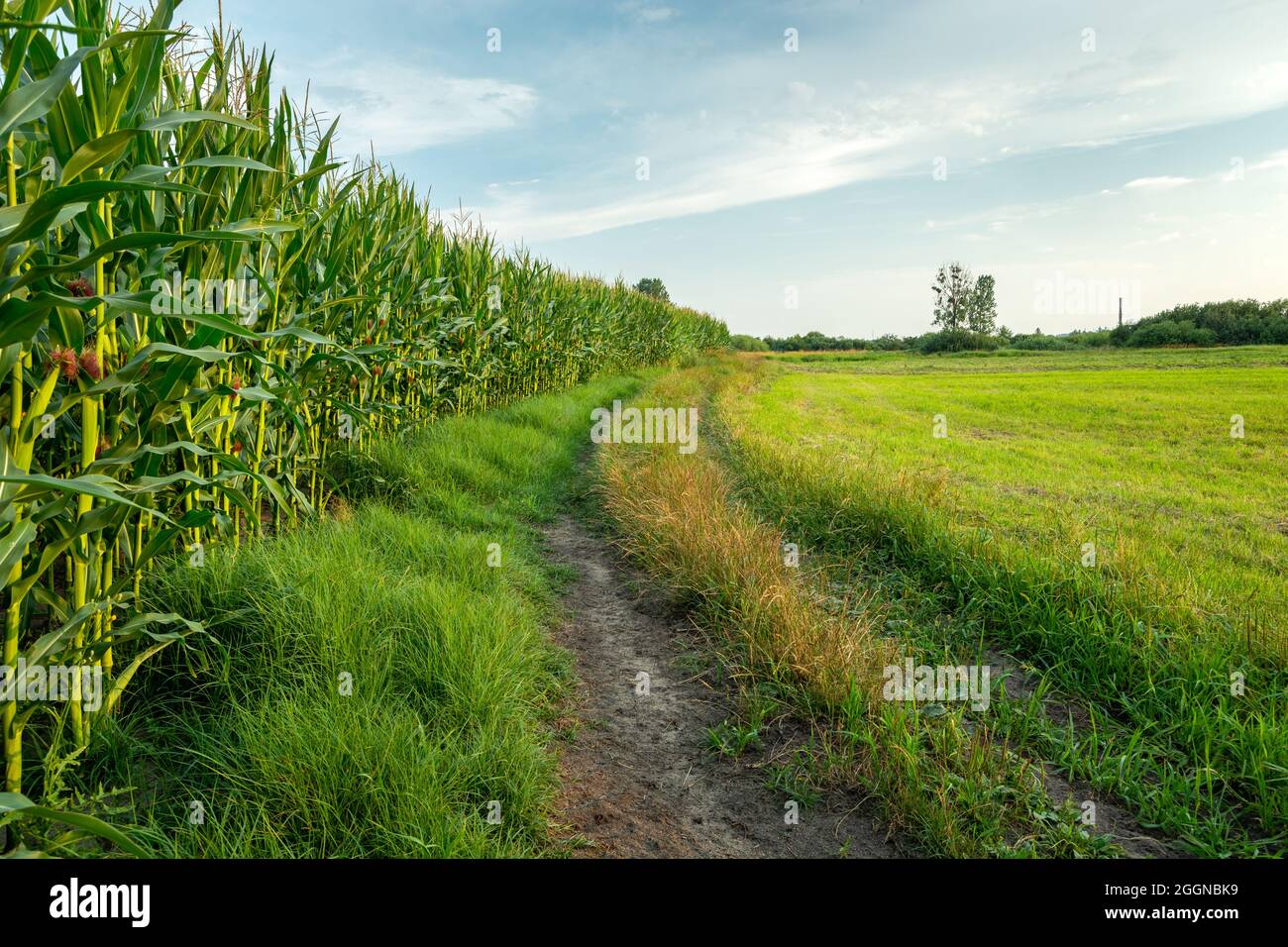 Camino de tierra al lado del campo de maíz Foto de stock
