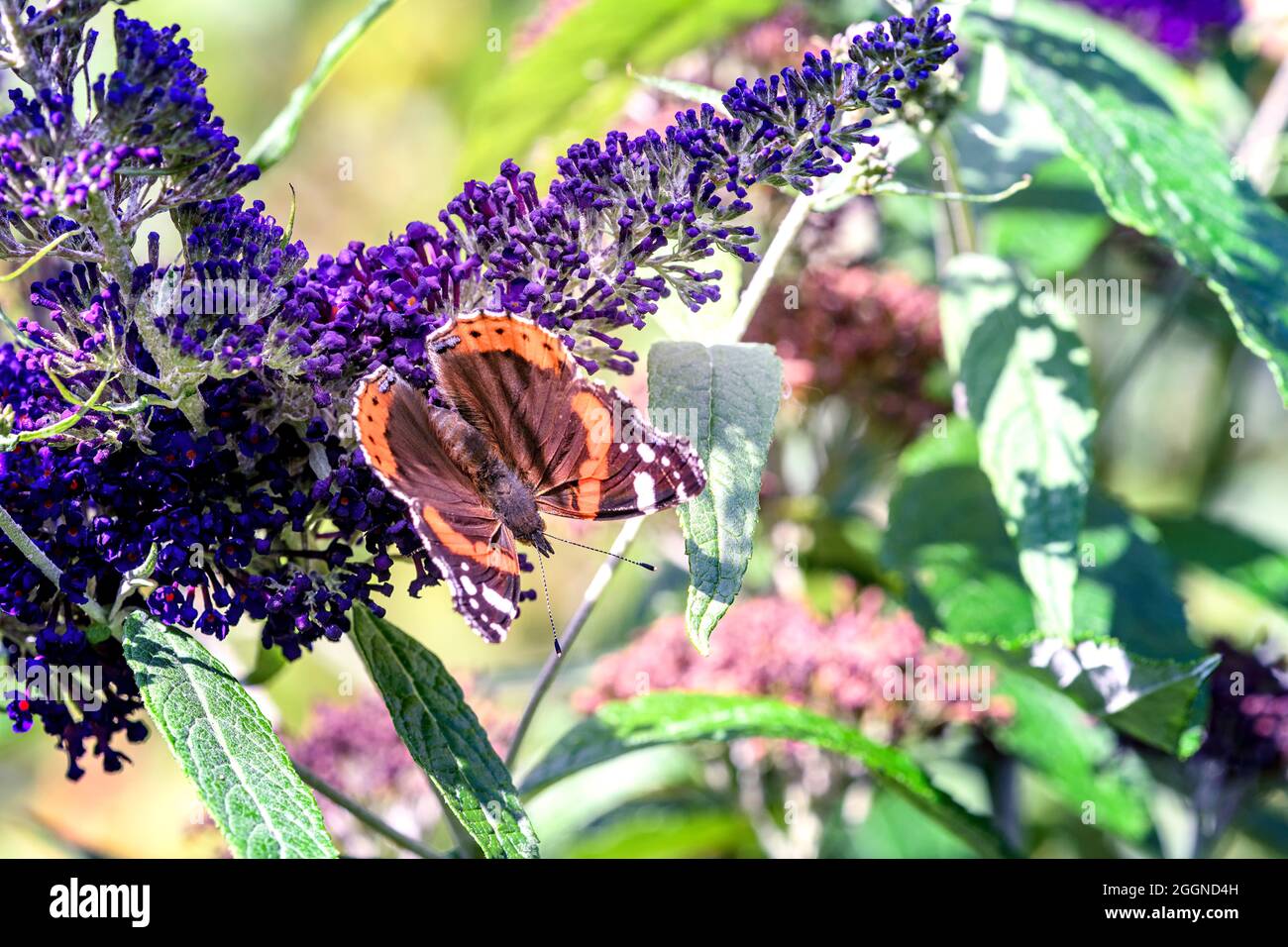 Primer plano de las mariposas de mariposas de almirante rojas Vanessa atalanta alimentándose del arbusto budleja 'buzz' púrpura Buddleja davidii Foto de stock