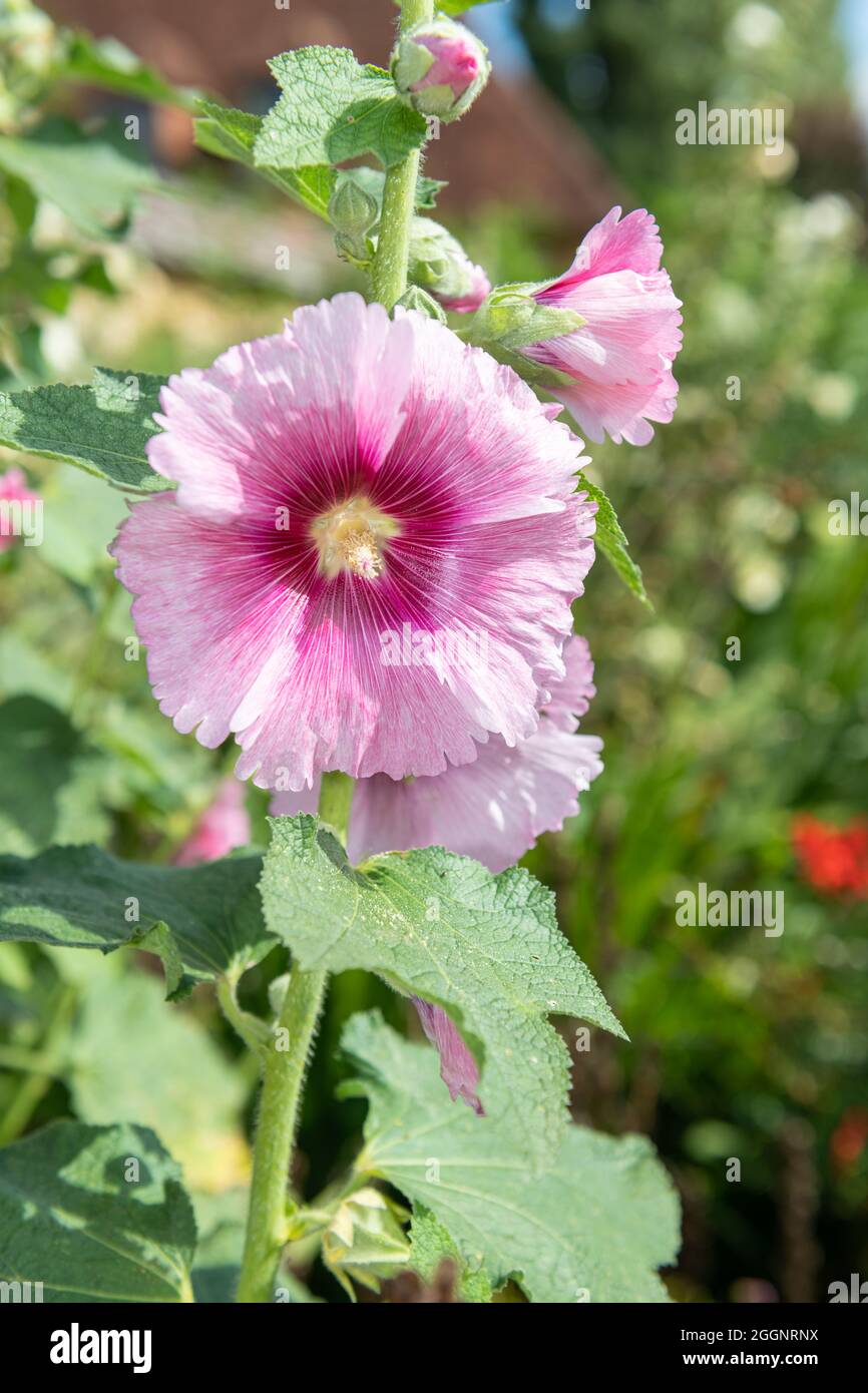 Primer plano de una flor rosa común hollyhock (alcea rosea) en flor  Fotografía de stock - Alamy