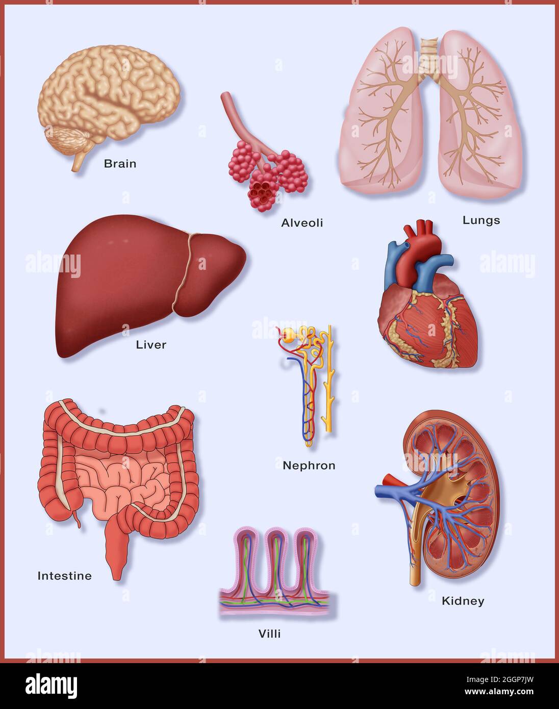 Una selección de órganos que tienen sistemas vasculares delicados. Foto de stock