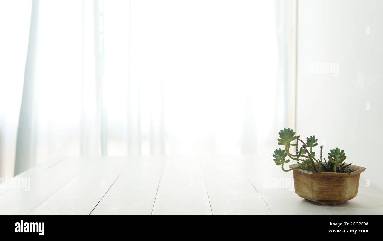 Vista cercana de una pequeña planta verde suculenta en una olla colocada sobre una mesa de madera blanca con un fondo blanco brillante Foto de stock