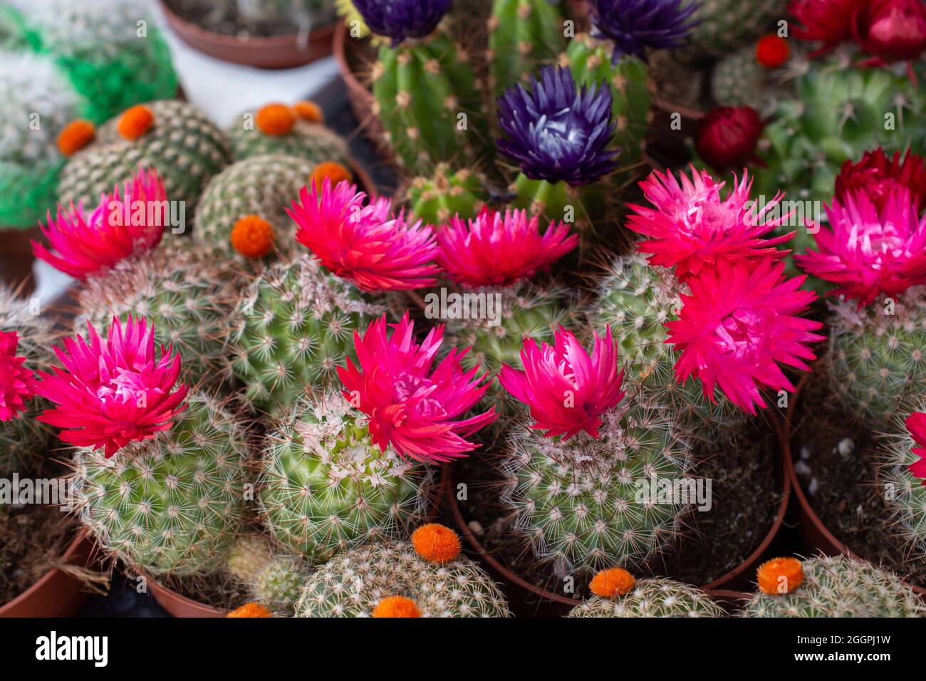 Cactus florecidos en un jardín Fotografía de stock - Alamy