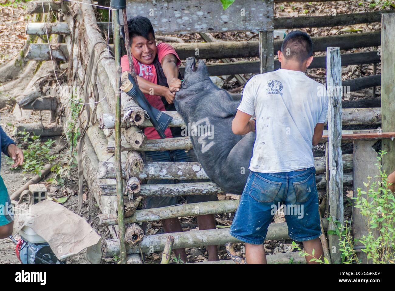 LORETO, PERÚ - 14 DE JULIO de 2015: Los aldeanos transportan un cerdo en la selva pruviana Foto de stock