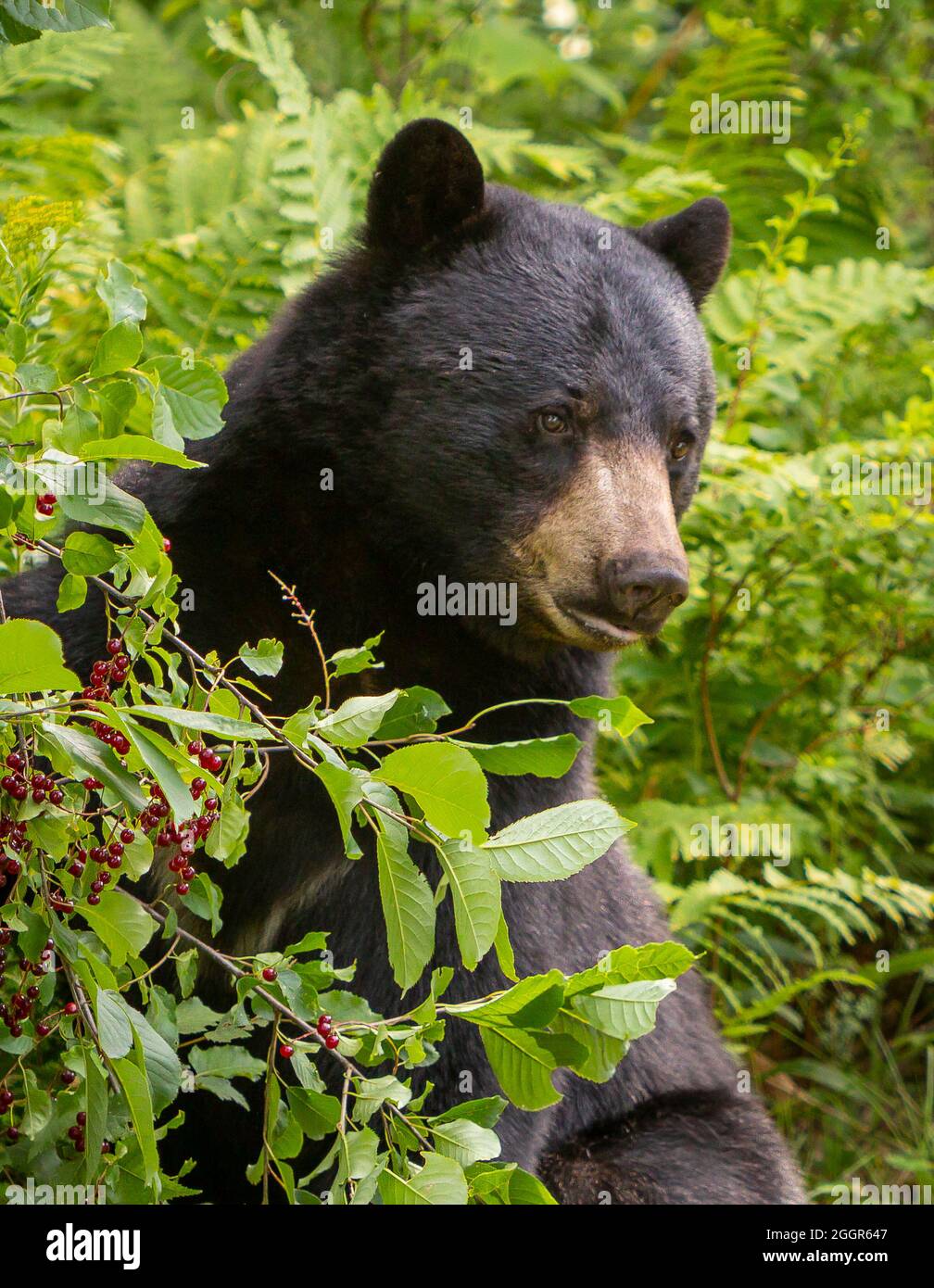 WARREN, VERMONT, Estados Unidos - El oso negro americano busca chokecheras. Ursus americanus Foto de stock