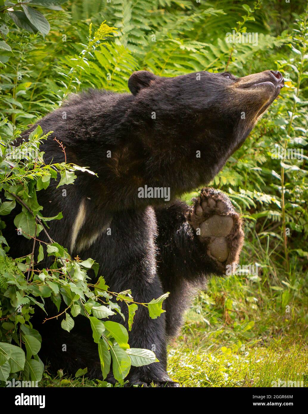 WARREN, VERMONT, EE.UU. - El oso negro estadounidense se rasca. Ursus americanus Foto de stock