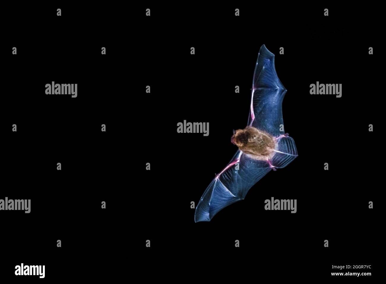 Pipistrellus pipipistrellus bate en vuelo con alas extendidas 2 de 2 Foto de stock