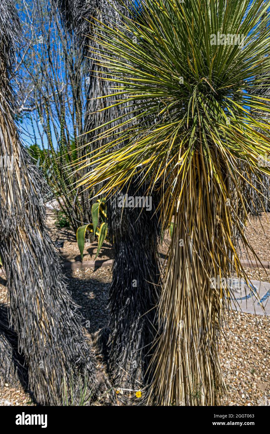 Varios Cactus y otras plantas habitan los Jardines del Desierto Carefree en Arizona. Esta planta