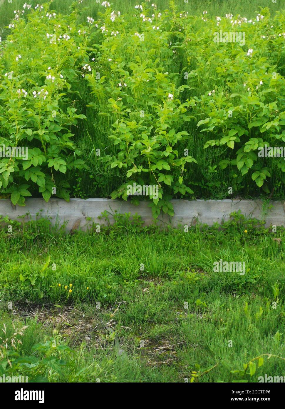 Imagen vertical de las patatas que crecen en el lecho de vivero con tablón de madera y hierba Foto de stock