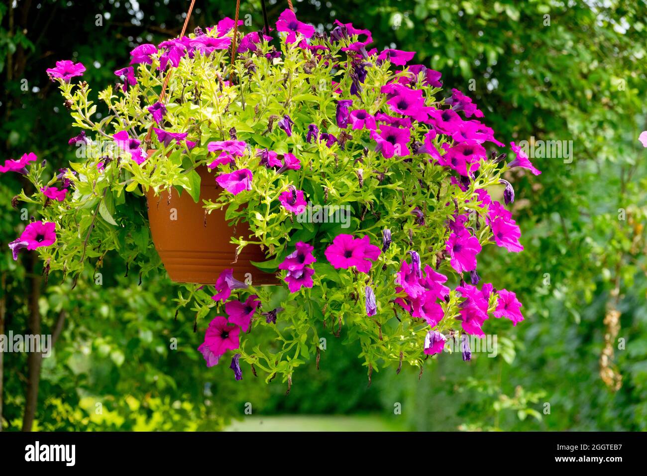 Petunias rosas en la olla, el paso del jardín de la cesta que cuelga bien siendo lugar exterior Foto de stock