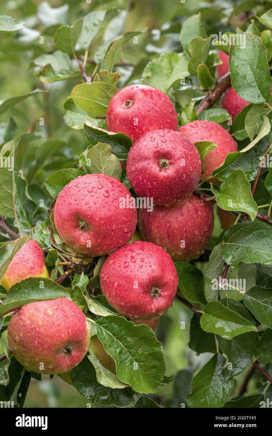 manzana (Malus domestica 'Pilot', Malus domestica Pilot), manzanas en un tre, cultivar Pilot Foto de stock